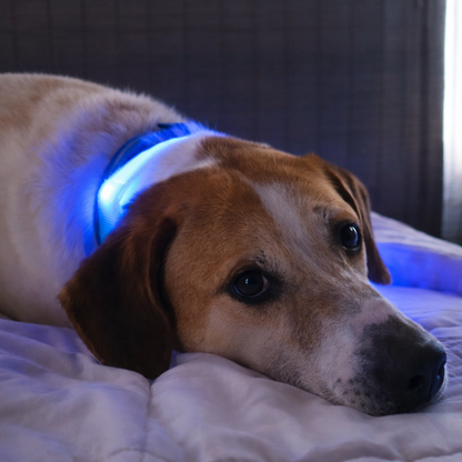 Collar LED para perrito Talla XS a XL