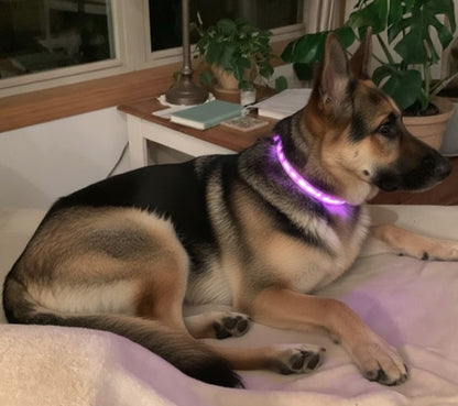 Collar LED para perrito - Talla M